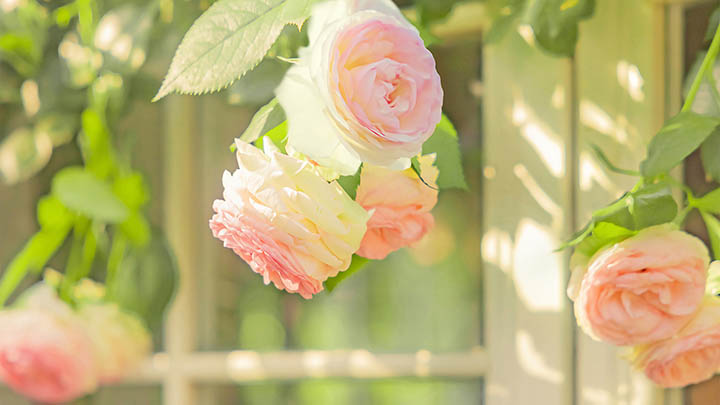 api img 6964be4f02a5d