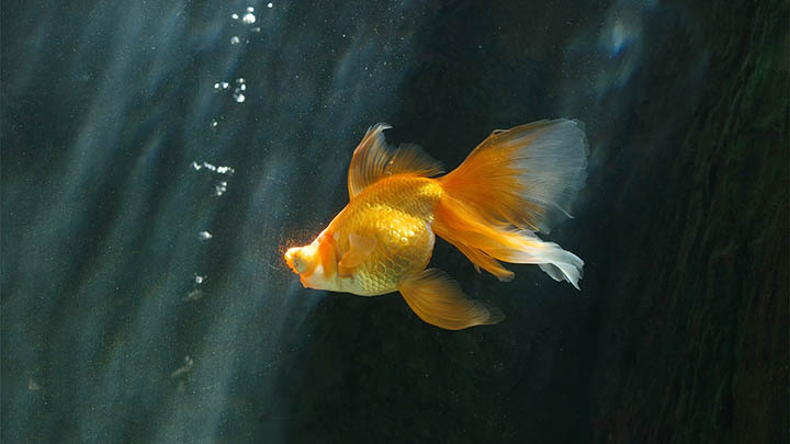 api img 6967563543ec6