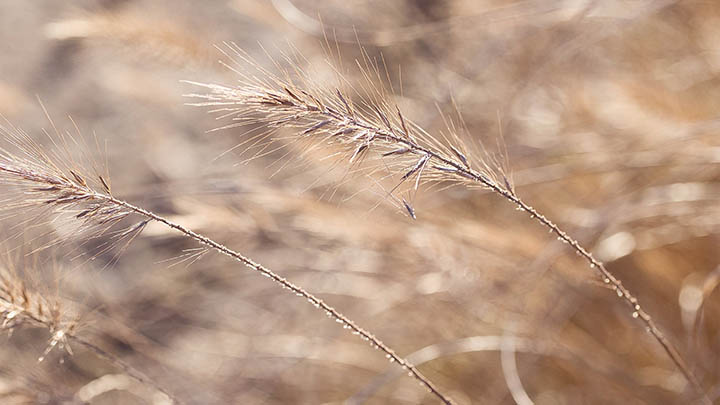 WPS壁纸下载+轻松掌握最新方法2025年 二