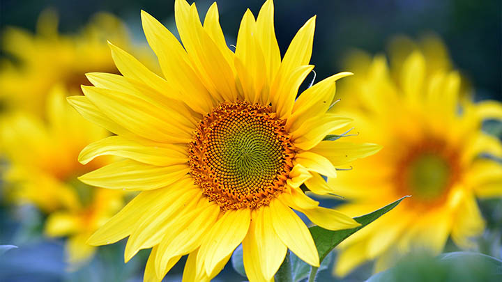 如何下载WPS？2025年官方指导详解！ 二