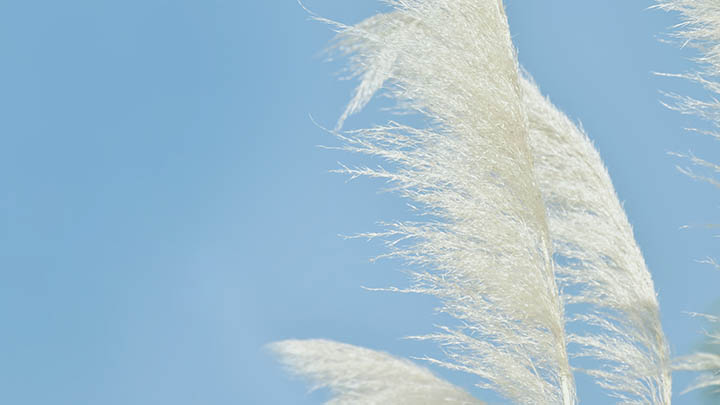 中文WPS下载攻略：轻松掌握完整流程 二