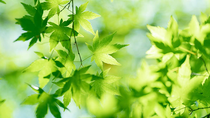 教你如何通过谷歌成功快速下载WPS完整流程解析 二