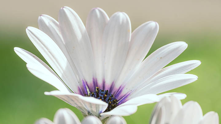 WPS全能技巧教学：如何快速免费下载与保存PDF文件 二