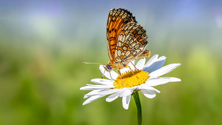 平板用户无法下载WPS？应用商店+官网下载详解 二