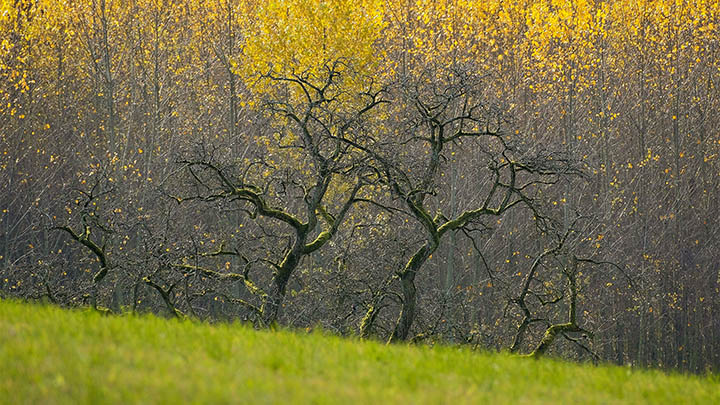 免费版WPS下载全攻略三步走Win/Mac均适用 二