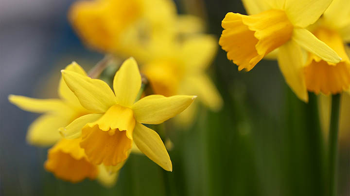 WPS软件下载安装全指南详解,轻松搞定教程不迷路 WPS软件下载安装全指南详解,轻松搞定教程不迷路 二