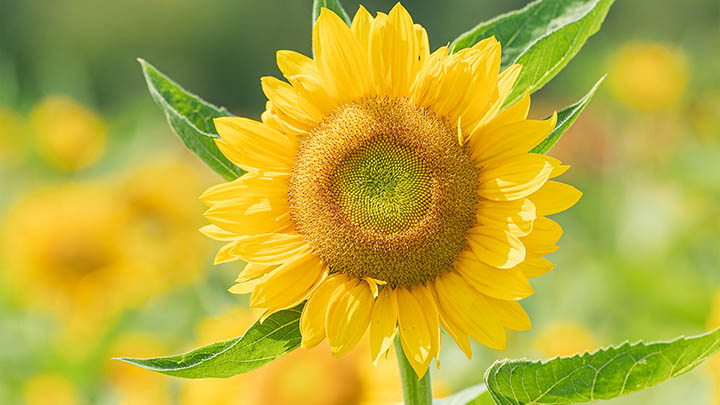 掌握WPS邮件下载技巧+详细操作指南 掌握WPS邮件下载技巧+详细操作指南 二