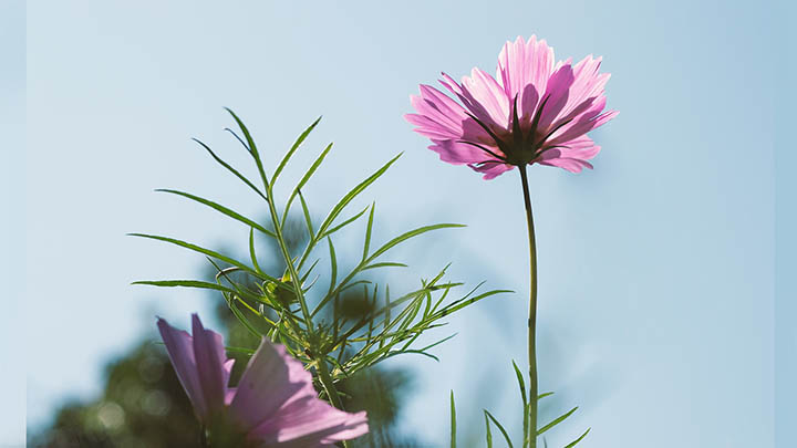 PC版WPS下载全攻略+快速获取最新版本教程 PC版WPS下载全攻略+快速获取最新版本教程 二