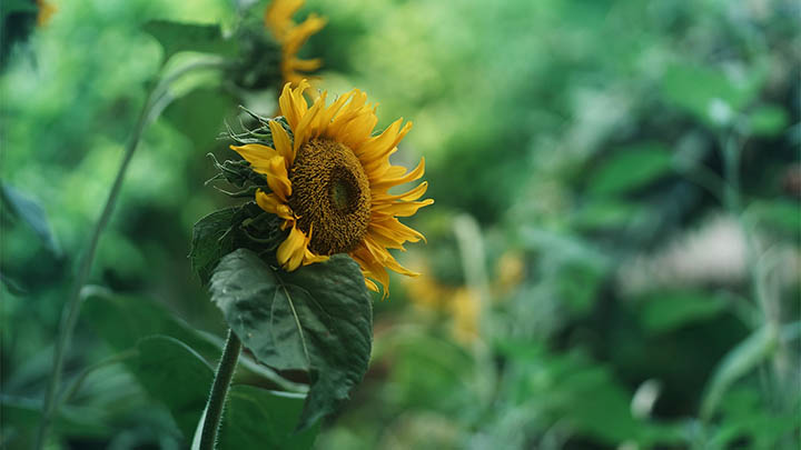 WPS下载：轻松掌握3步技巧 二